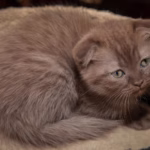 100 Special Brown Cat Name Ideas