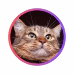 What Does Your Cat PFP Say About You?