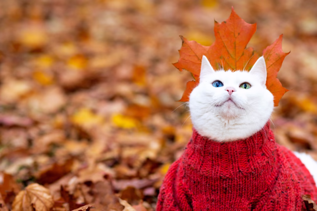100+ Cute Autumn Cat Names