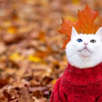 100+ Cute Autumn Cat Names