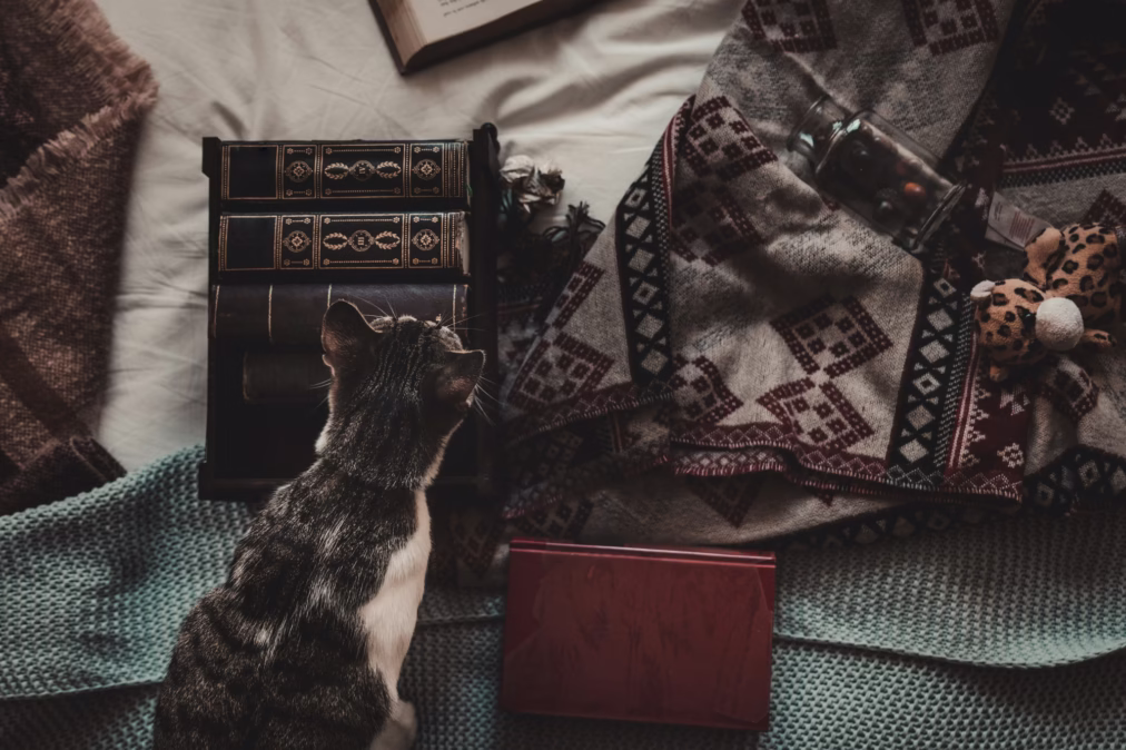 Dark Academia Cat Names – For Intellectual Felines