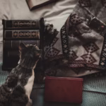 Dark Academia Cat Names – For Intellectual Felines