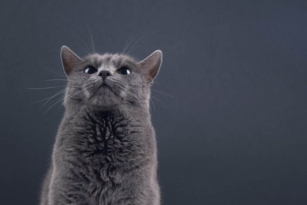 115 Inspiring Grey Cat Name Ideas