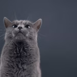 115 Inspiring Grey Cat Name Ideas