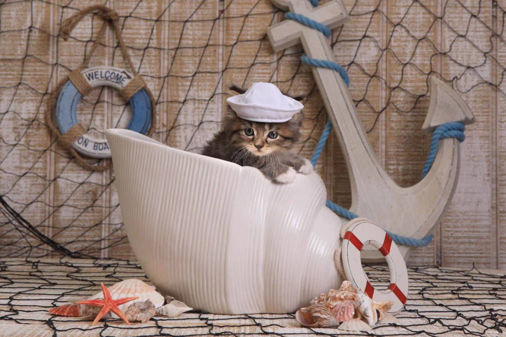 120+ Unique Nautical Cat Names