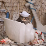 120+ Unique Nautical Cat Names