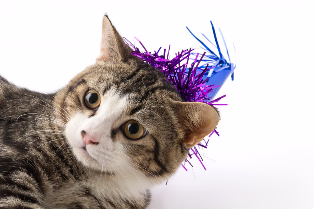 100+ Cat Pun Names That Are Inge-Meows and Hilarious
