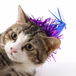 100+ Cat Pun Names That Are Inge-Meows and Hilarious