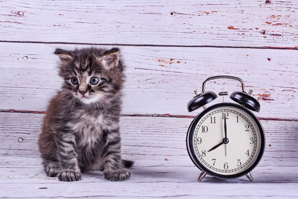 Meow O’clock: Aesthetic Cat Clocks You’ll Love
