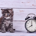 Meow O’clock: Aesthetic Cat Clocks You’ll Love
