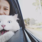 100 Car Related Cat Names for Motorsport Passionate Cat Parents