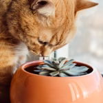 Are Succulents Toxic To Cats? – All You Need To Know