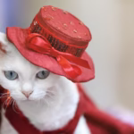 80 Sophisticated Old Money Cat Names