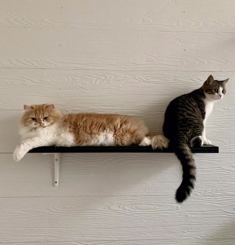two cats on a shelf