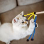 white cat playing with a wand