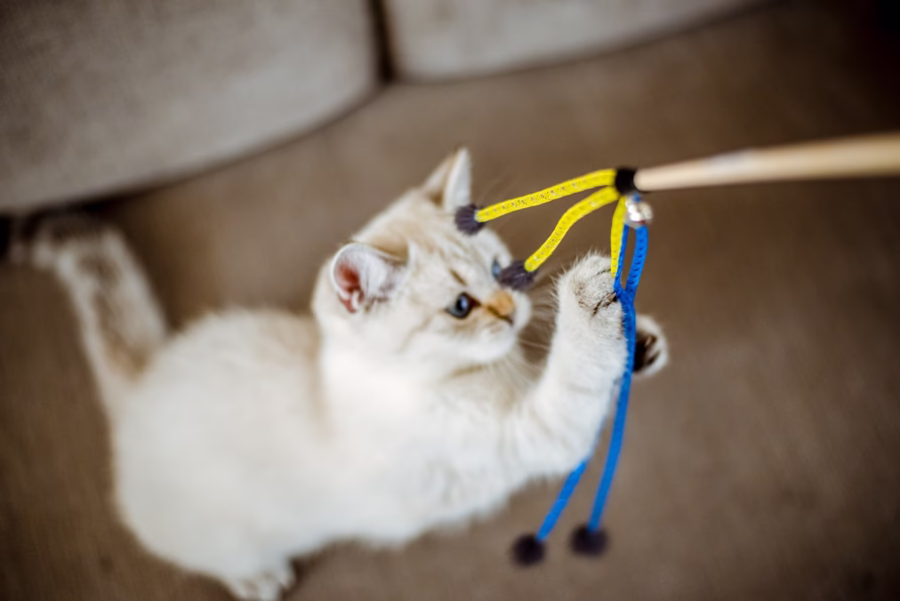 cat playing with a wand