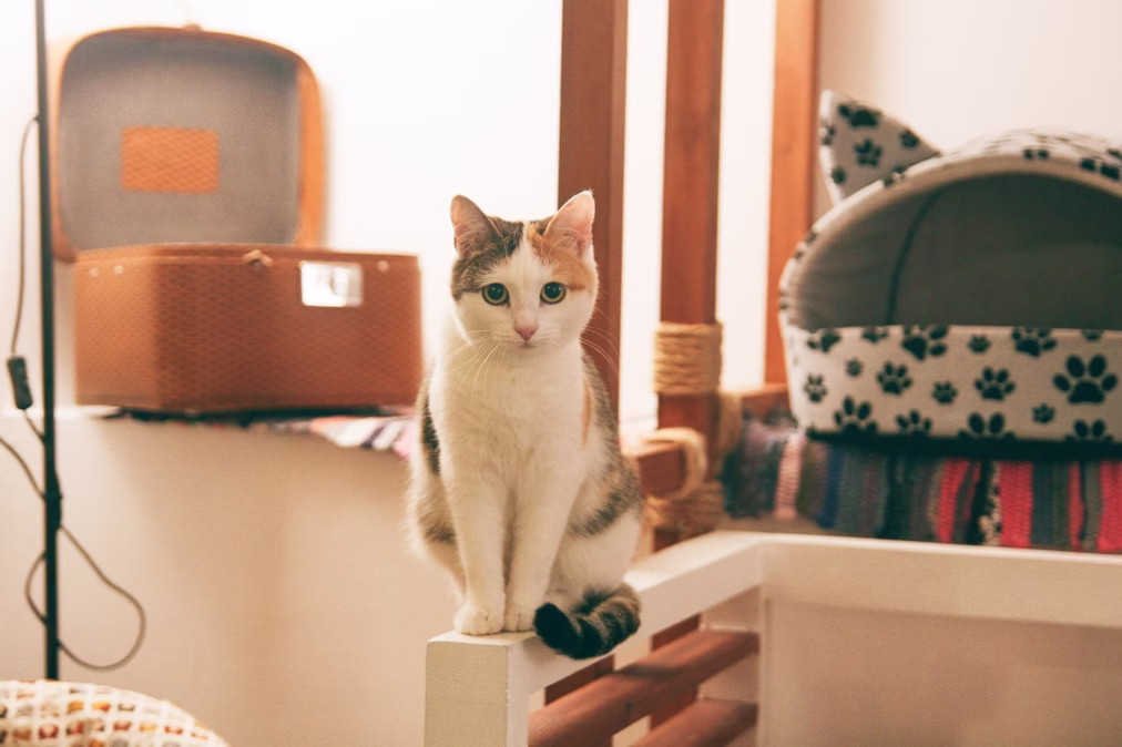 cat inside cat room