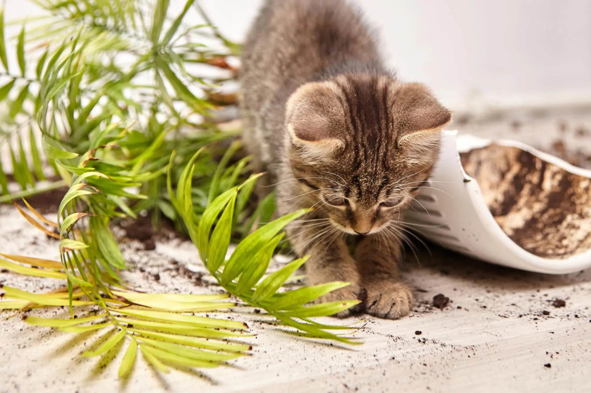 11 Cat Boredom Busters for Indoor Cats (That Actually Keep Them Busy)
