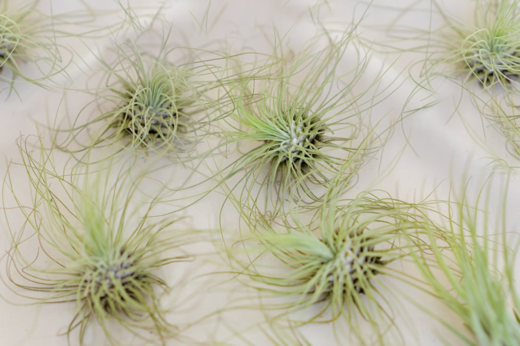 Are Air Plants Safe for Cats?