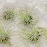 Are Air Plants Safe for Cats?