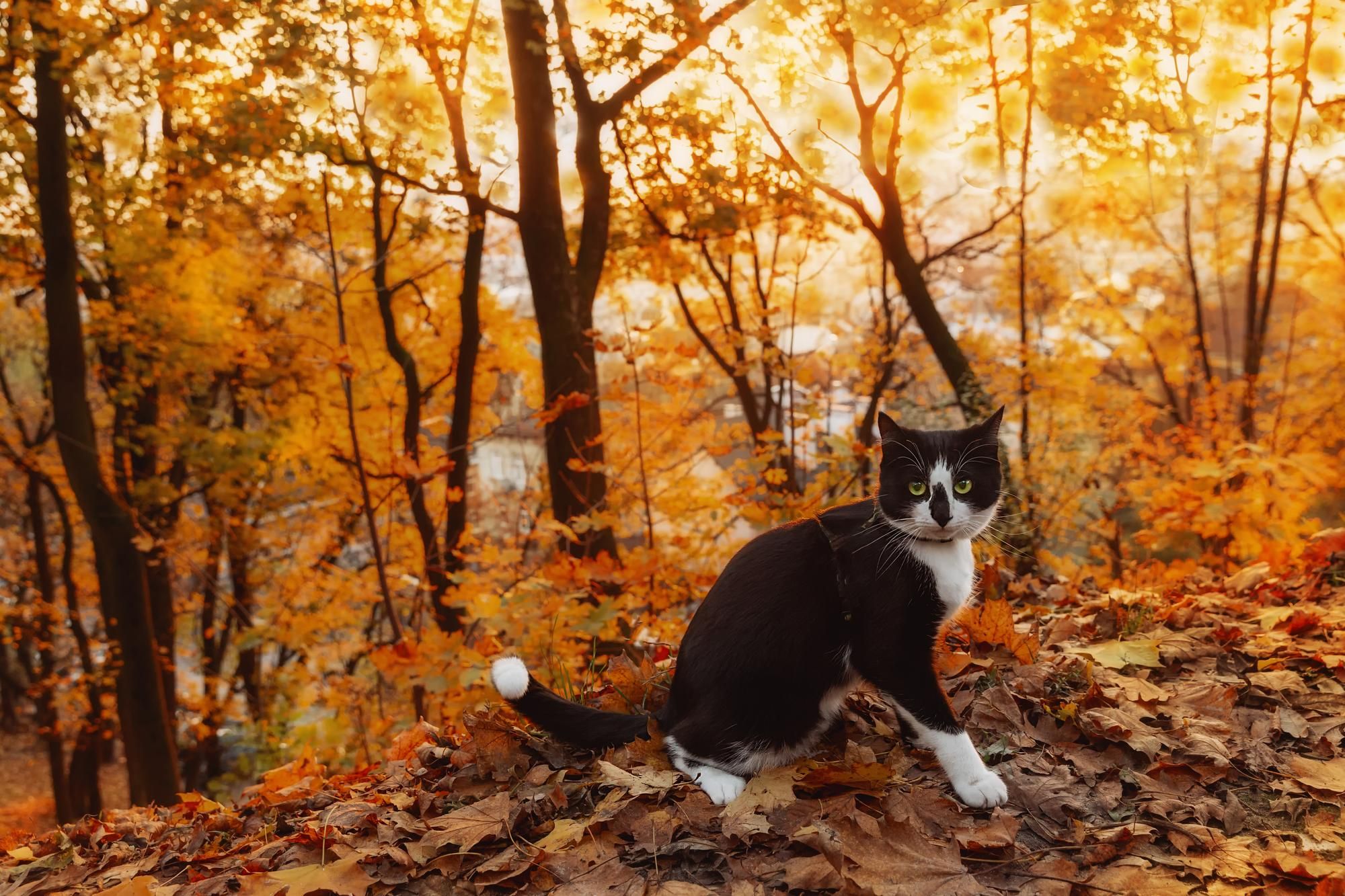 80+ Tuxedo Cat Names