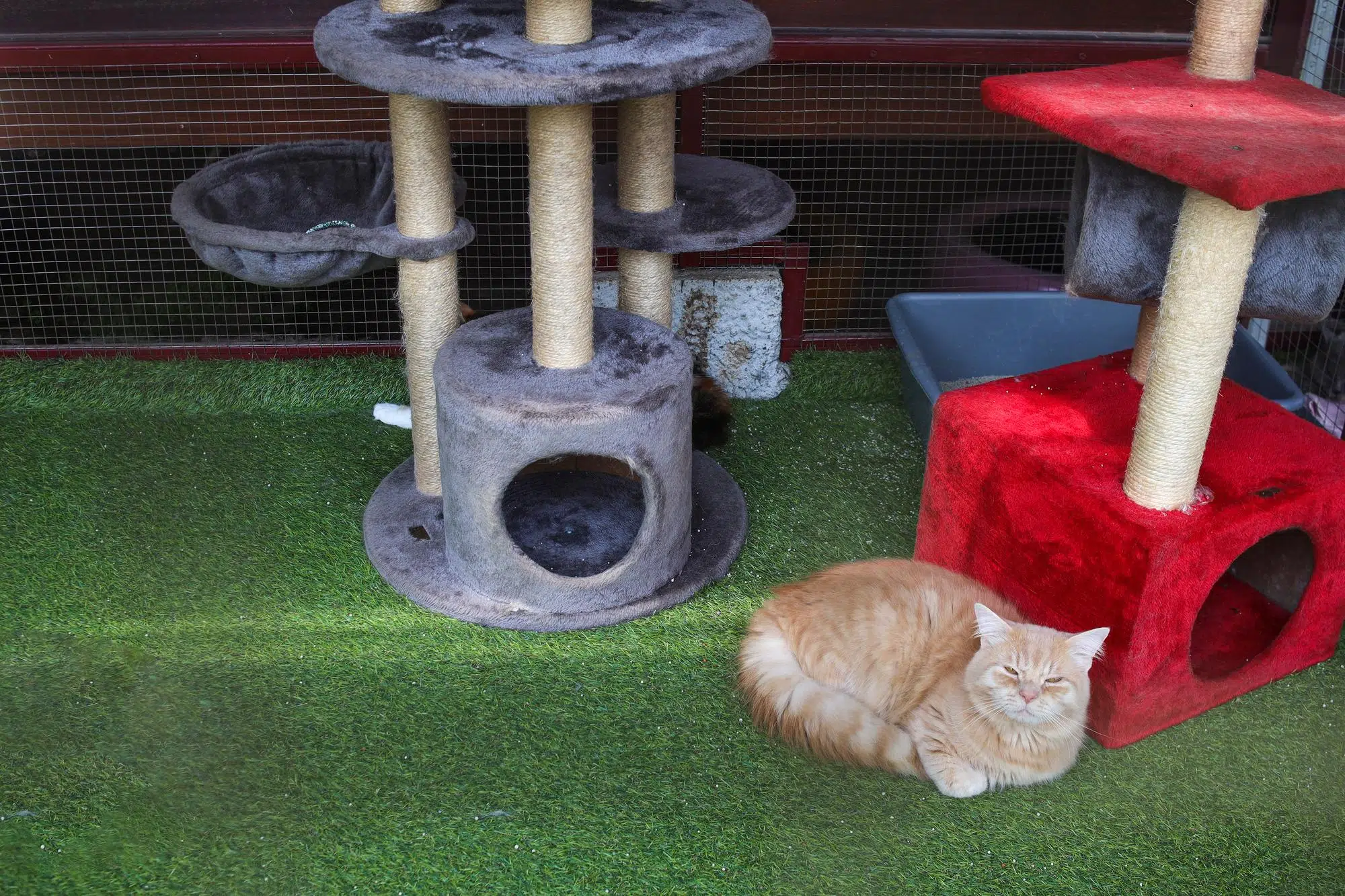 Themed Cat Room Ideas for Creative Cat Parents