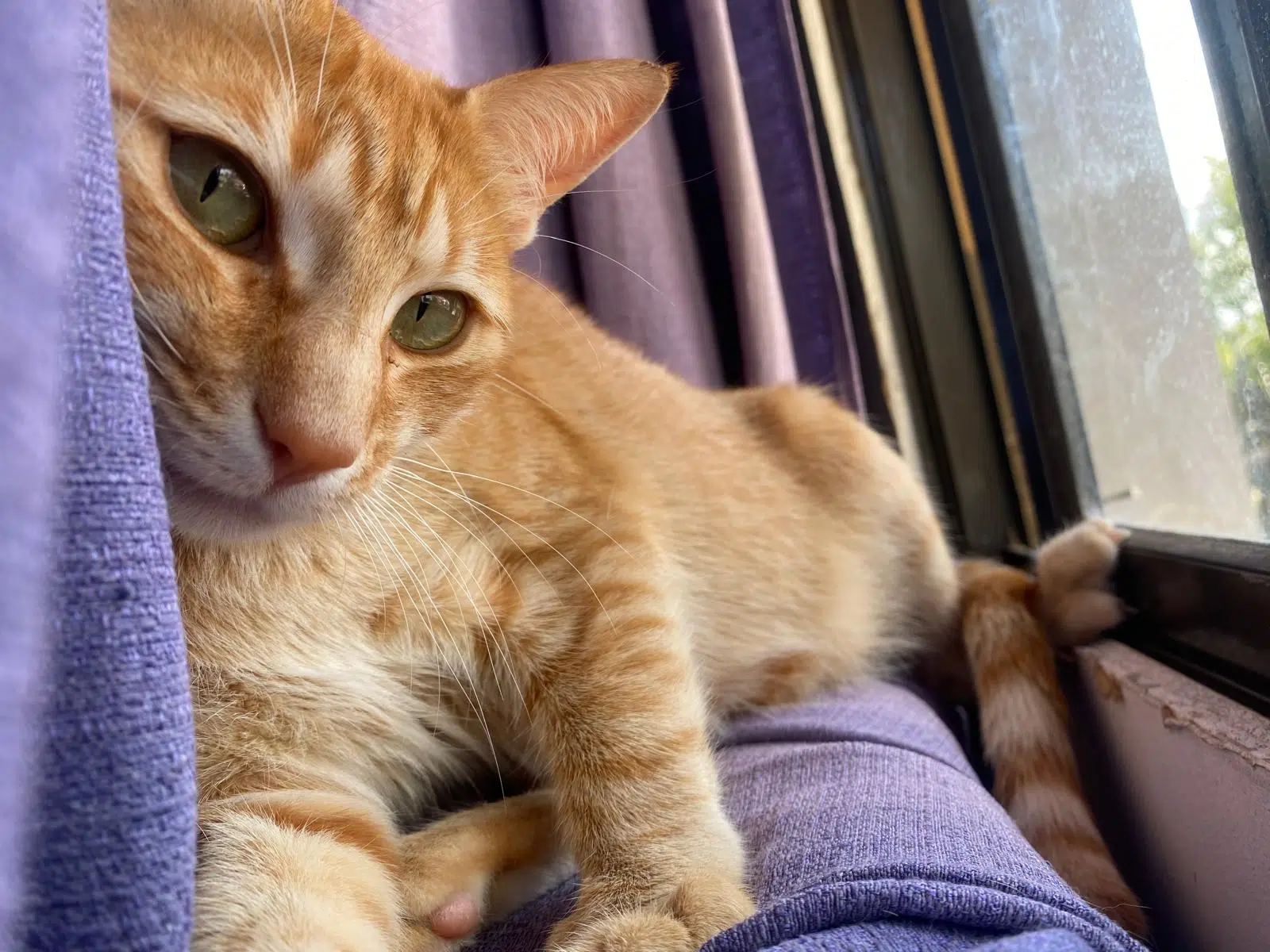 100+ Meaningful Orange Cat Names