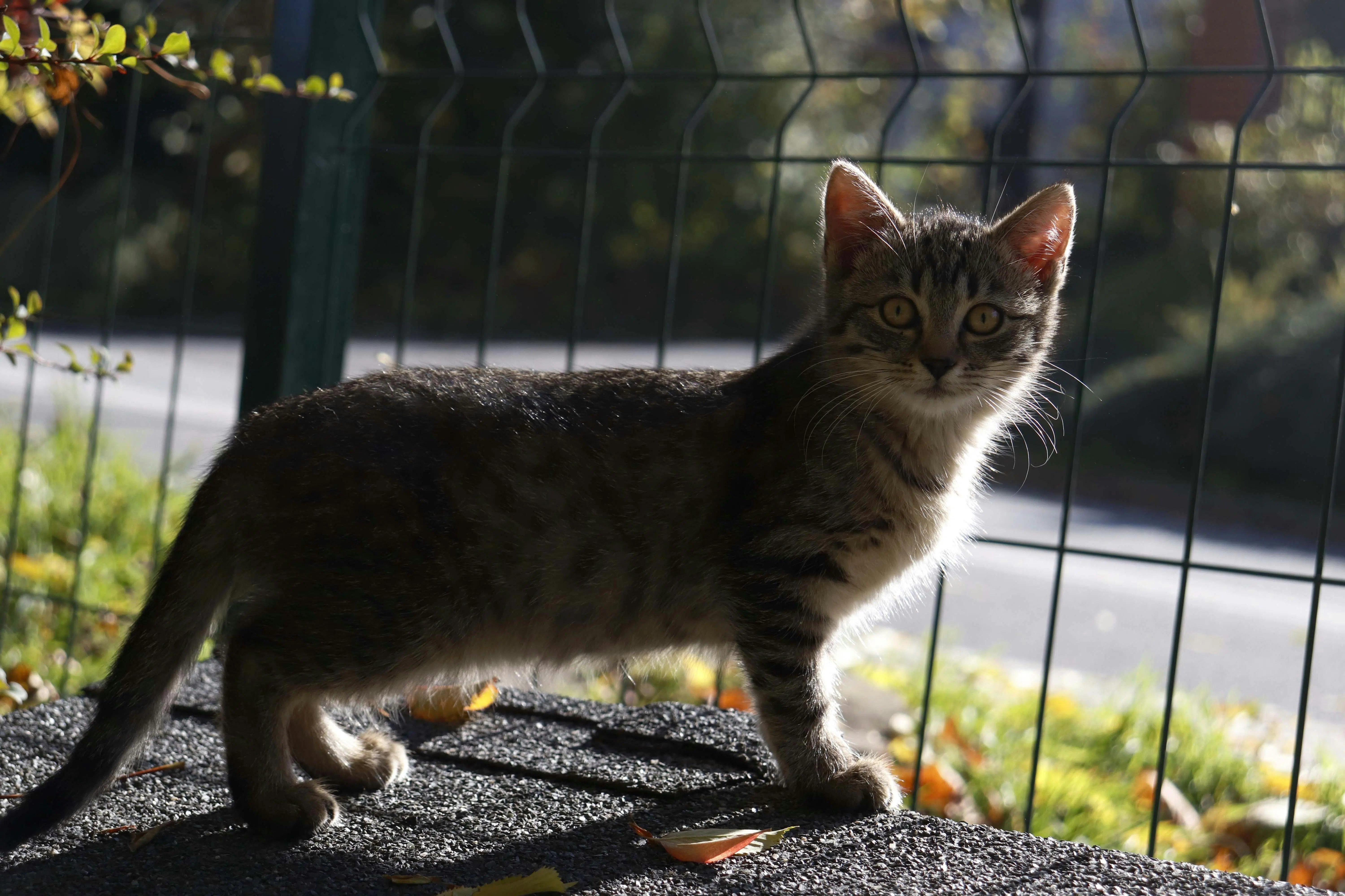 90+ Munchkin & Short-Legged Cat Names