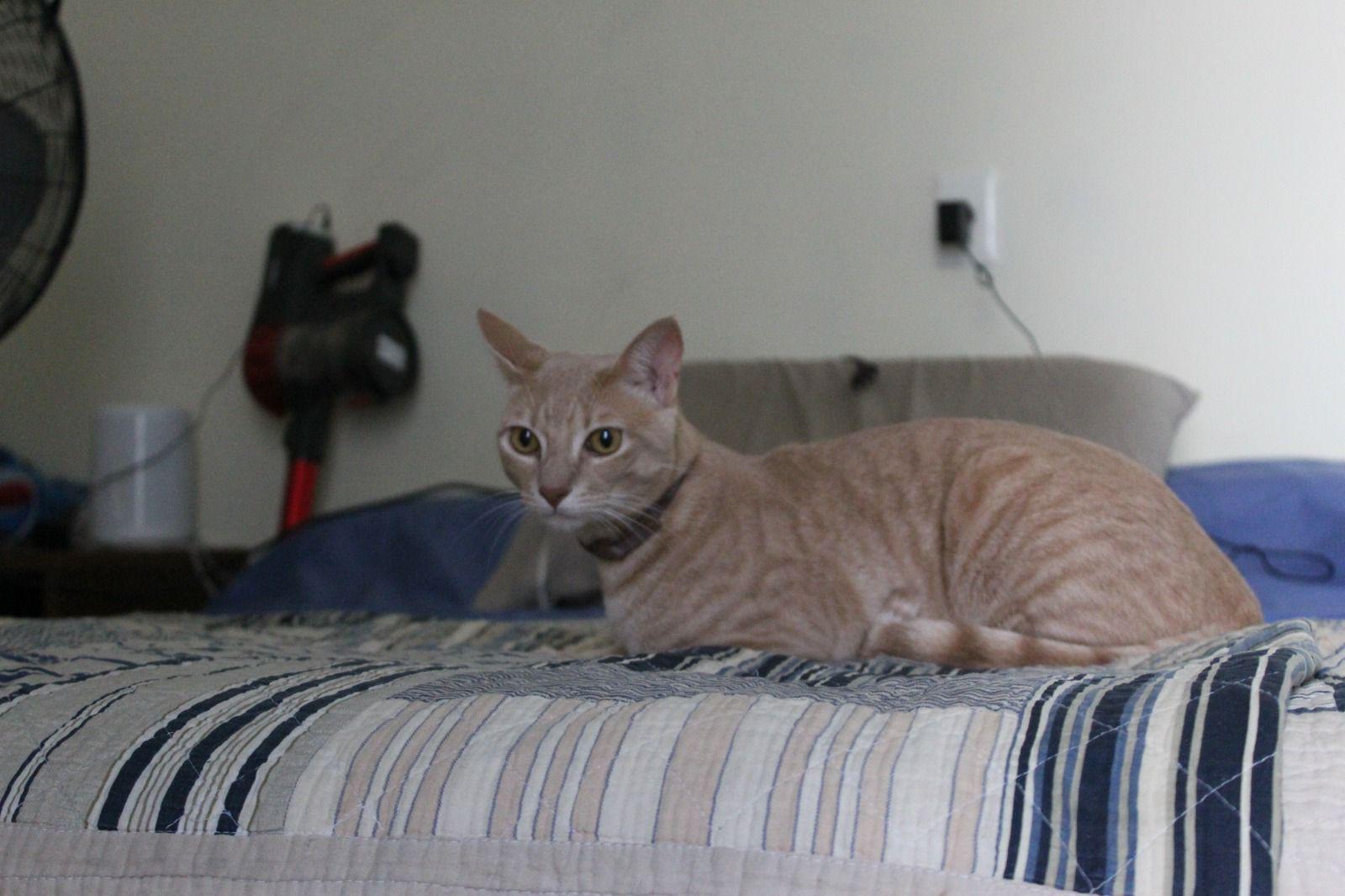 blonde cat sitting in a bed